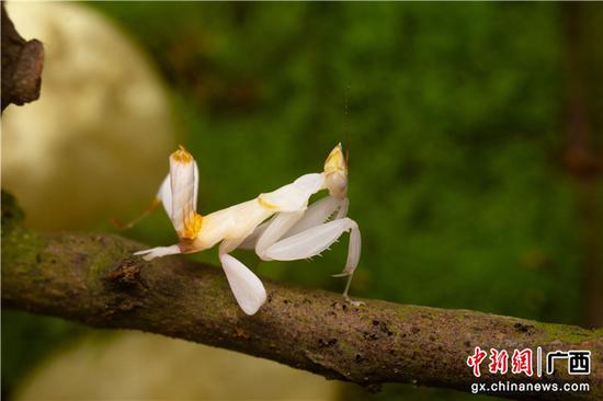 图为在国际兰花展示馆展出的兰花螳螂。南宁青秀山景区供图