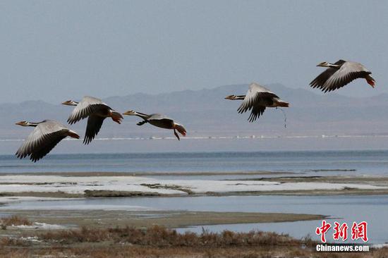 大批候鳥飛抵新疆巴里坤草原