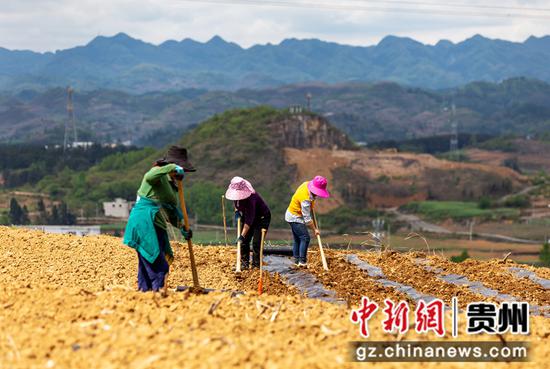 4月5日，村民在贵州省黔西市杜鹃街道牌庄社区进行有机高粱播种。