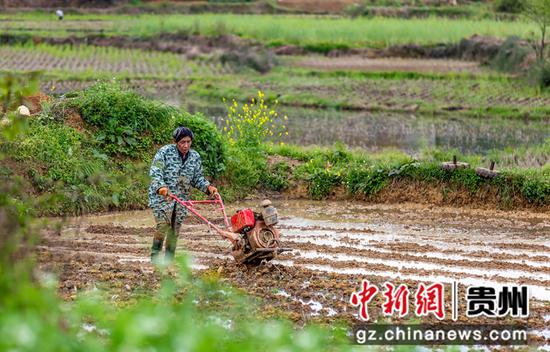 4月5日，村民在贵州省黔西市林泉镇合心村翻耕秧田。