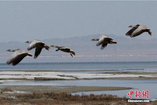 大批候鸟飞抵新疆巴里坤草原