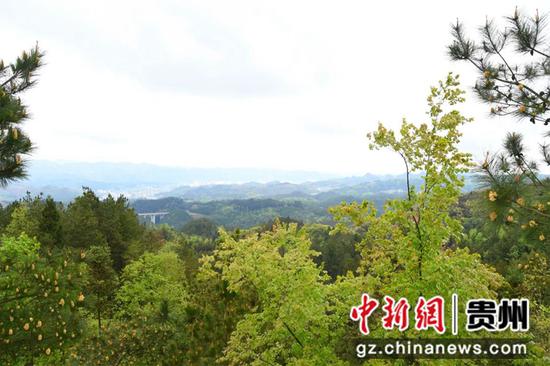 桂花林场一角