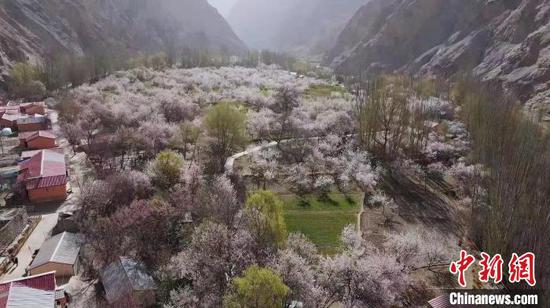新疆塔县迎来杏花观赏季。　王红 摄