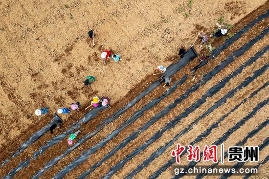 4月5日，村民在贵州省黔西市杜鹃街道牌庄社区进行有机高粱播种。