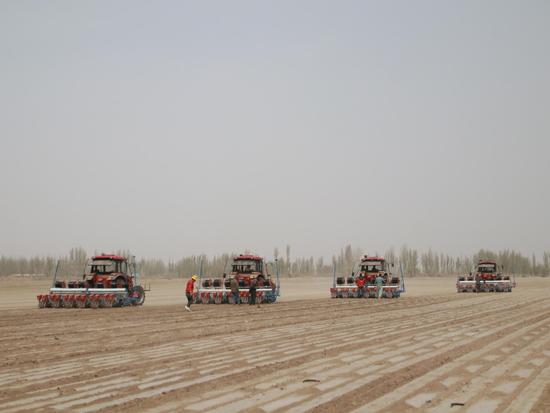 五十团13.6万亩棉花开播 田野绘就春播画卷
