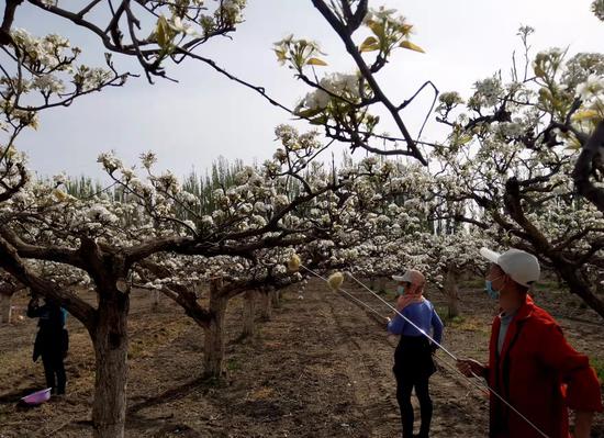 进入四月，新疆库尔勒市逾60万亩香梨进入盛花期，梨农抢抓农时进行人工授粉，提高坐果率，为丰产打好基础。陈剑飞 摄