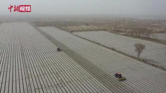 新疆生产建设兵团棉花全面开播 机械化作业场面壮观
