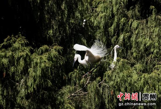 务川洪渡河畔：白鹭、鸳鸯栖息成亮丽风景线