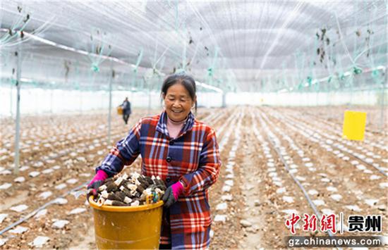 贵州铜仁万山：果蔬管护正当时 技术先行保丰收