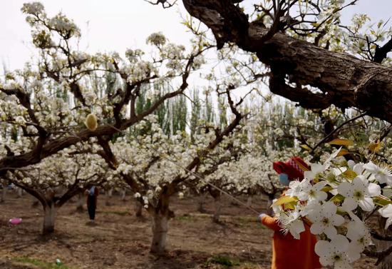新疆庫爾勒市60萬畝梨花盛開梨農授粉忙