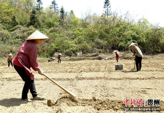 4月7日，贵州施秉县甘溪乡盐井村，群众在打箱准备种植魔芋。