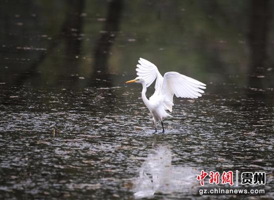 务川洪渡河畔：白鹭、鸳鸯栖息成亮丽风景线