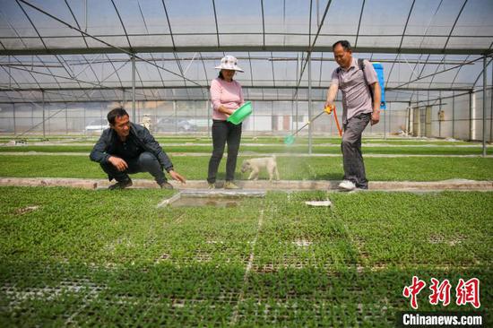 图为“育苗工厂”内，员工们给辣椒苗喷洒农药、施肥。　磨桂宾 摄