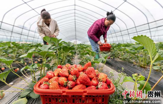 4月9日，村民在贵州省黔西市协和镇杨柳社区采摘草莓。
