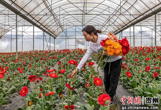 4月9日，村民在贵州省黔西市协和镇杨柳社区花卉基地采摘非洲菊。