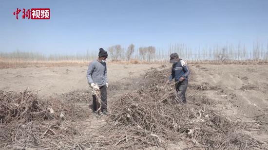 【乡村振兴】新疆南部六百亩人工种植甘草喜迎丰收