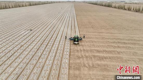 棉农使用装有北斗卫星定位导航系统的播种机播种棉花。　年磊 摄