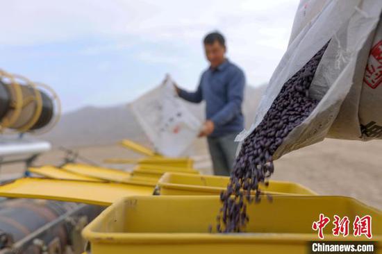 在博湖县博斯腾湖乡库代力克村棉田里，棉农正在添加棉种。　年磊　摄