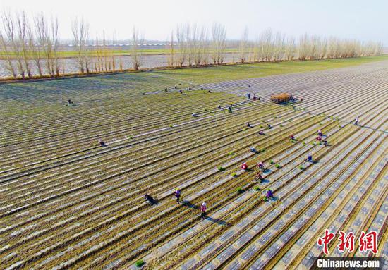 辣椒产业成为新疆兵团增效、职工增收的支柱产业。　袁曹 摄