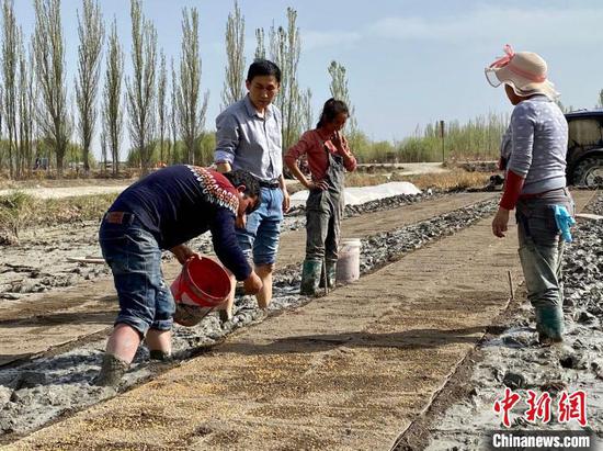 浙江水稻新品種在新疆溫宿播種育秧 為當地打造“高產田”
