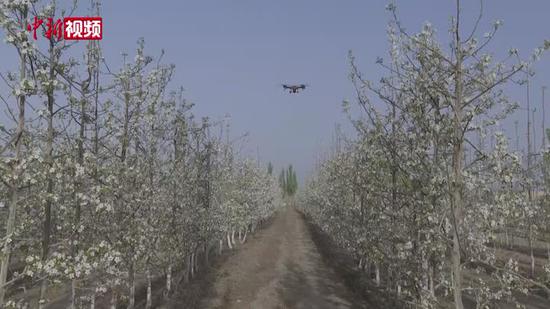 新疆生產建設兵團：無人機授粉助力“智慧農業”