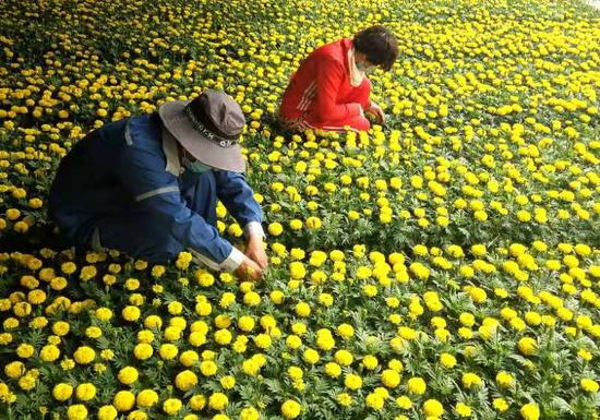 图为4月12日，园林工人正在进行鲜花出圃前管理。