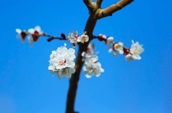 新疆焉耆：400亩杏花竞相开放 芳香事业富了农家