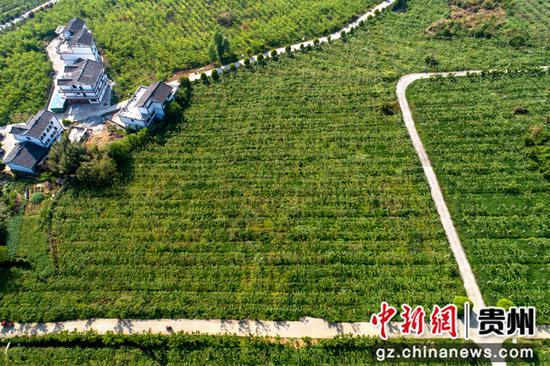 2022年4月11日拍摄的贵州省黔西市林泉镇海子社区生态农业园猕猴桃种植基地一角（无人机照片）。