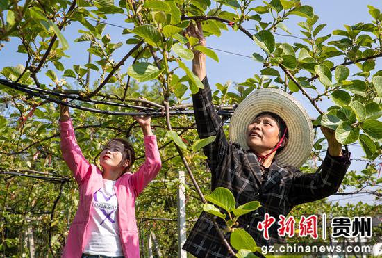 2022年4月11日，贵州省黔西市林泉镇海子社区生态农业园猕猴桃种植基地，村民抢抓季节为猕猴桃疏花。