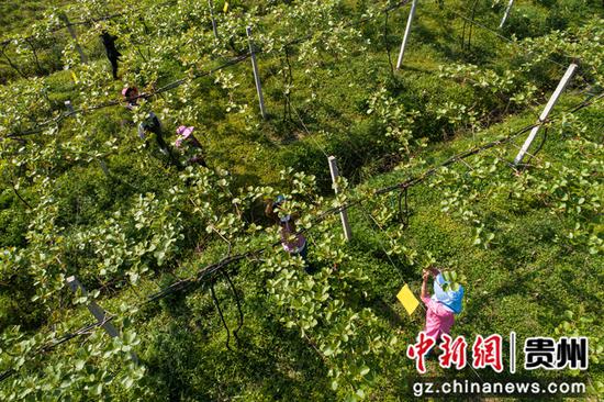 2022年4月11日，贵州省黔西市林泉镇海子社区生态农业园猕猴桃种植基地，村民抢抓季节为猕猴桃疏花（无人机照片）。