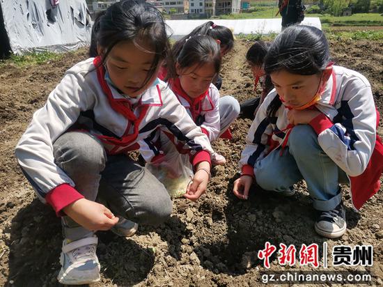 春耕时节，贵州山区学生体验劳动快乐。
