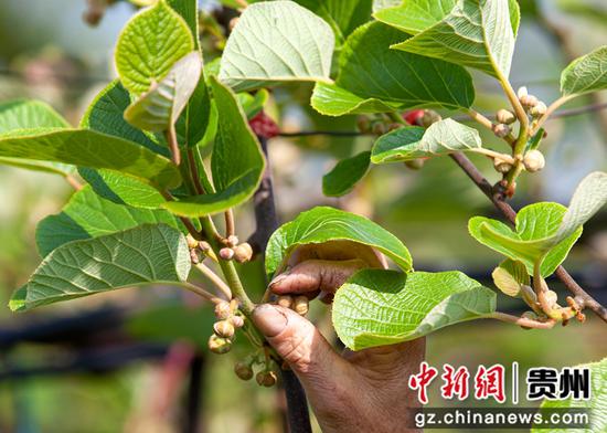 2022年4月11日，贵州省黔西市林泉镇海子社区生态农业园猕猴桃种植基地，村民抢抓季节为猕猴桃疏花。