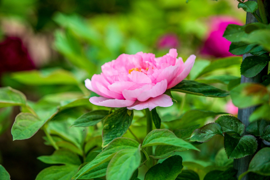 牡丹花开红艳艳 占尽春日第一香