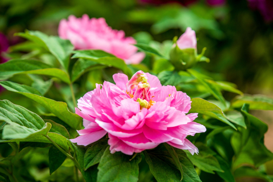 追花逐夢(mèng)看新疆丨察布查爾：牡丹花開紅艷艷 占盡春日第一香