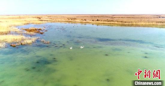 新疆艾比湖湿地百鸟鸣春“生机浓”