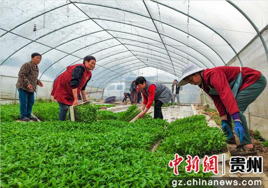 贵州遵义新蒲新区10万亩辣椒苗开始发放移栽