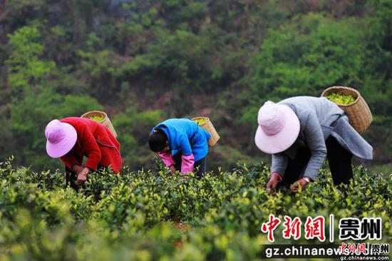 村民在贵州省黔西市金兰镇金兰社区茶园里采摘茶叶。