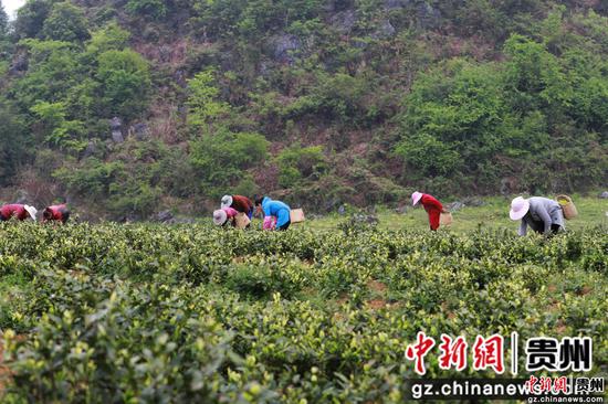 2022年4月14日，村民在贵州省黔西市金兰镇金兰社区茶园里采摘茶叶。