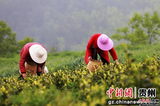 村民在贵州省黔西市金兰镇金兰社区茶园里采摘茶叶。