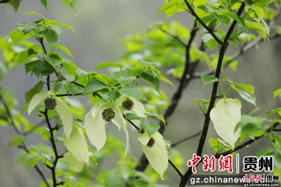 江口：珙桐花开如白鸽飞舞
