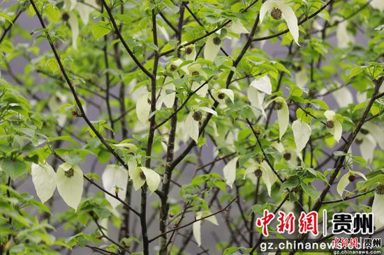 江口：珙桐花开如白鸽飞舞