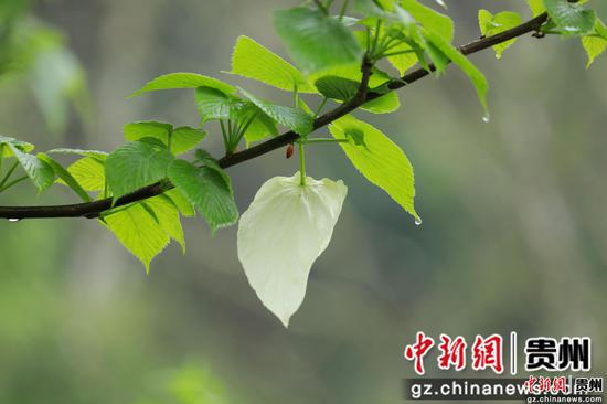 江口：珙桐花开如白鸽飞舞