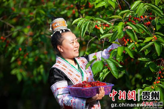 贵州省黔西市新仁苗族乡化屋村玛瑙樱桃种植基地，村民采摘玛瑙樱桃销售。