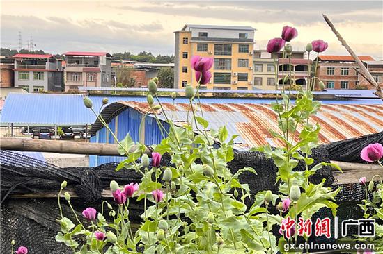 图为广西河池警方查处的非法种植罂粟。警方供图
