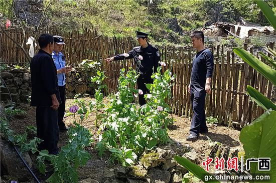 4月7日，广西河池警方在一处农家菜园查处非法种植的罂粟。警方供图