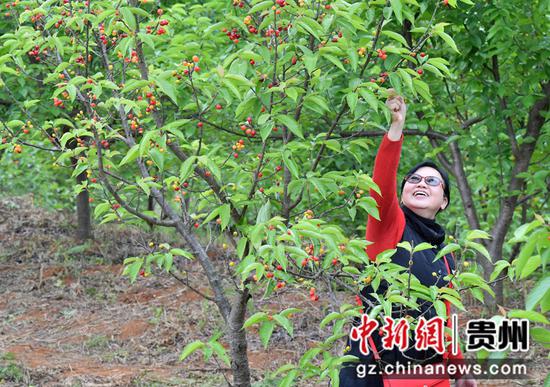 图为游客在采摘樱桃。乔啟明 摄