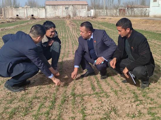 3月8日，疏勒县农信社工作人员和该县洋大曼乡桑村二组村民艾则麦提·伊斯马力探讨冬小麦种植技术。李宏暘 摄