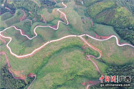 图为三江县八江镇石南山万亩高效油茶产业园。荣任   摄