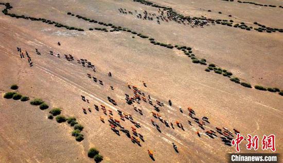 “护牧小分队”，帮助辖区阿热勒托海牧场的牧民们做好“春季转场”工作。　张阳　摄