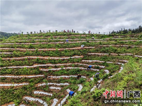 图为三江县八江镇六海油茶基地套种黑皮花生。荣任    摄
